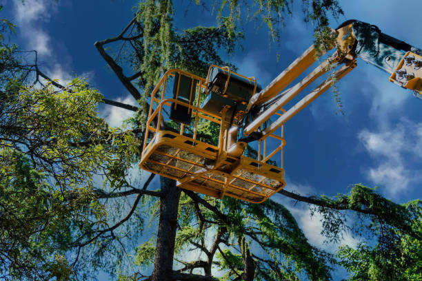 Professional  Tree Services in Carpendale, WV